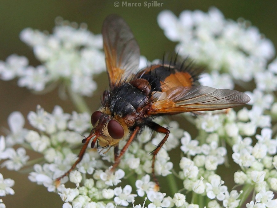 Mosca da identificare